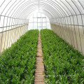 Fine quality hot sale 3 lays greenhouse plastic film